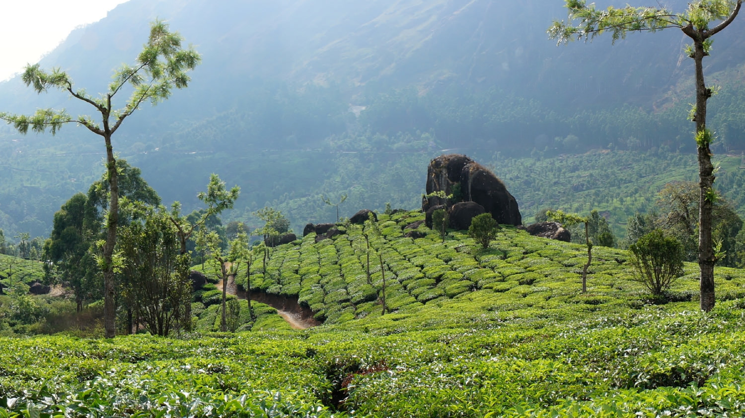 Φυτείες τσαγιού. Munnar, Kerala