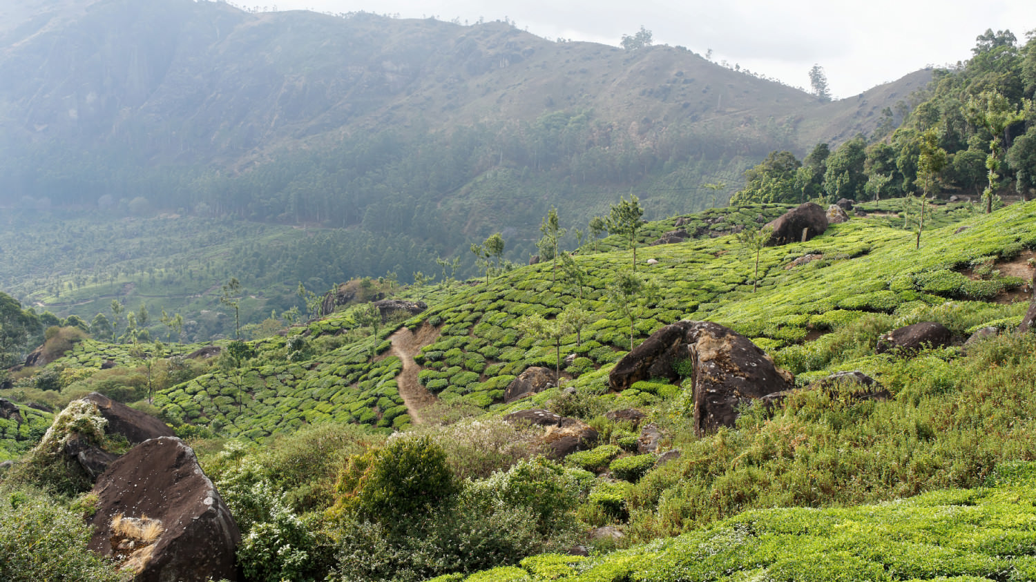 Φυτείες τσαγιού. Munnar, Kerala