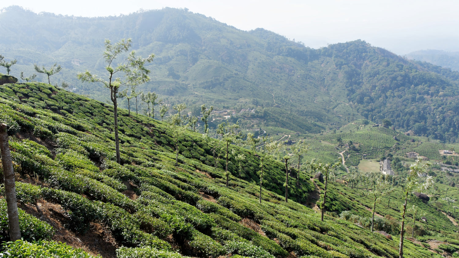 Φυτείες τσαγιού. Munnar, Kerala