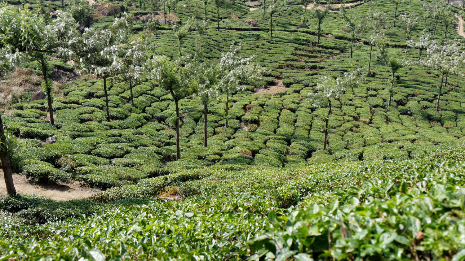 Φυτείες τσαγιού. Munnar, Kerala