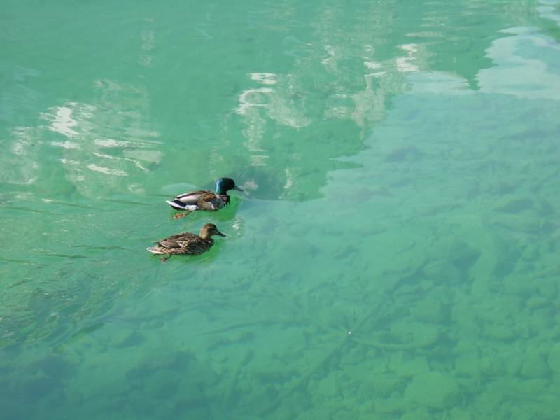 006 A duck couple on lake Eibsee