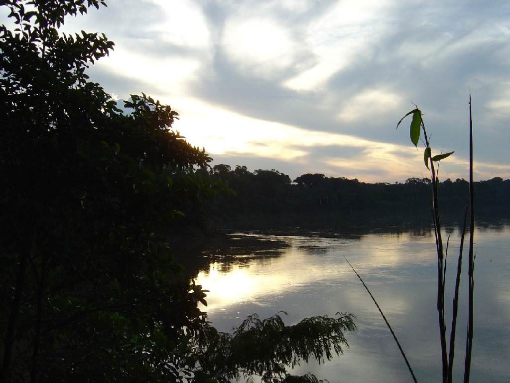 Amazonas Rain Forest