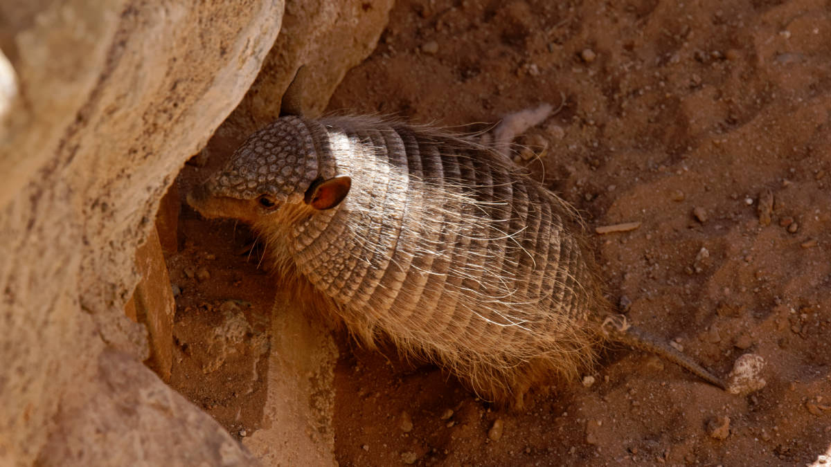 Armadillo