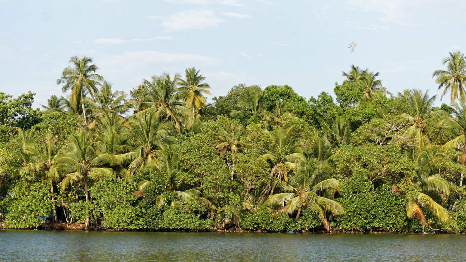 Backwaters, Kerala