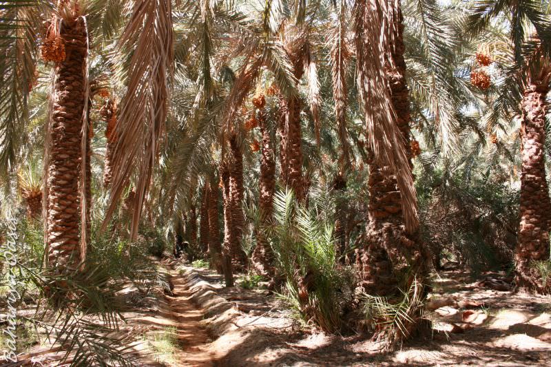 Bahariya Oasis