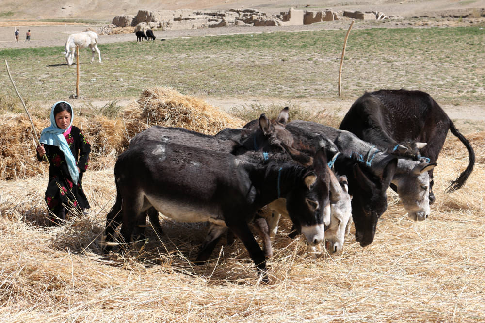 Bamyan