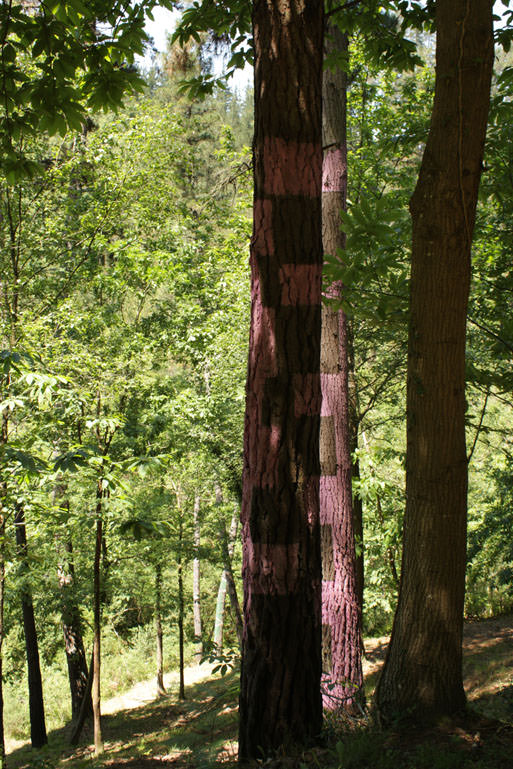 Bosque pintado