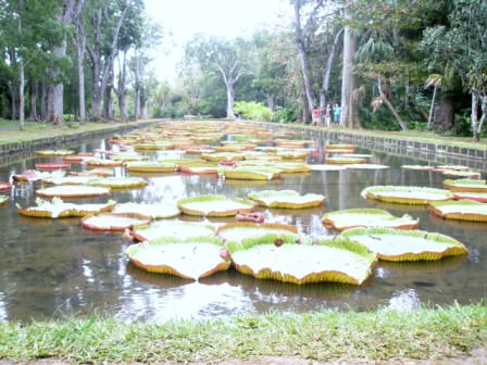 Botanical garden