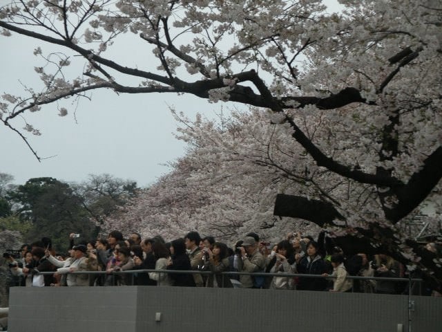 Chidori-ga-fuchi, Tokyo