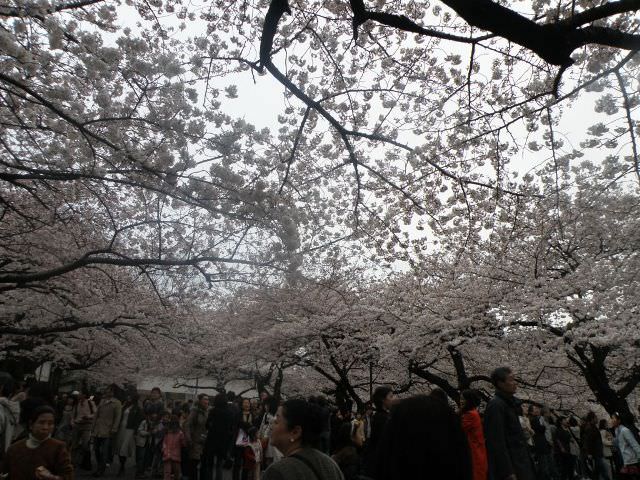 Chidori-ga-fuchi, Tokyo