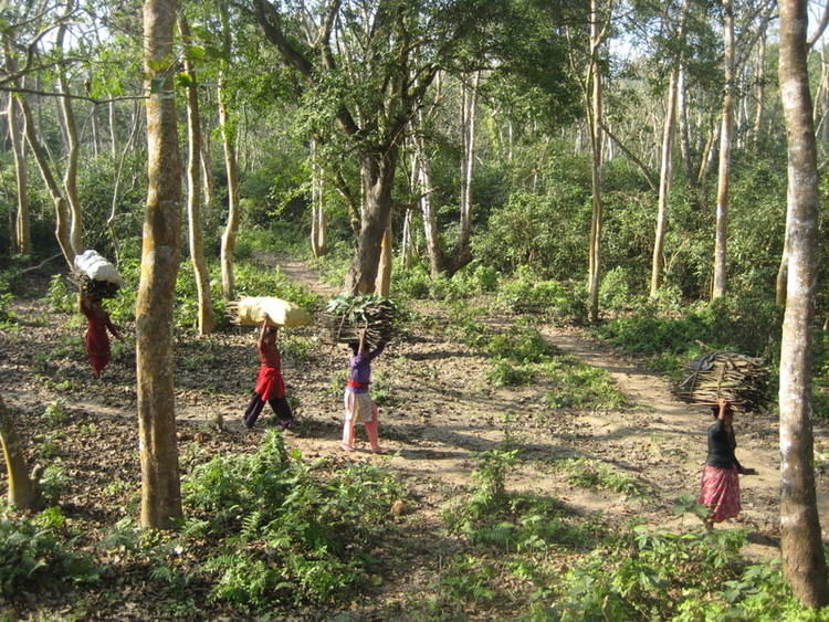 Chitwan national park