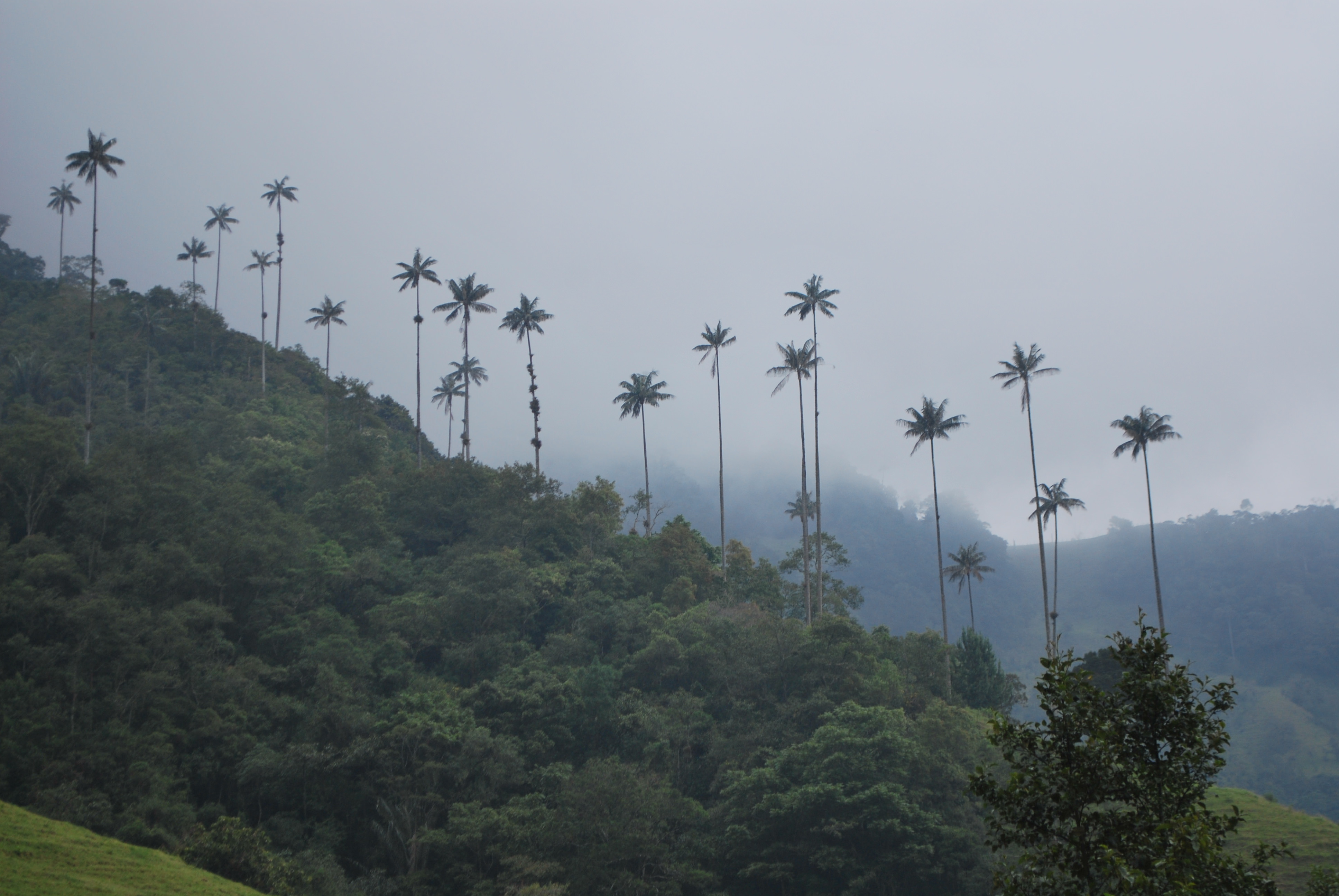 Cocora