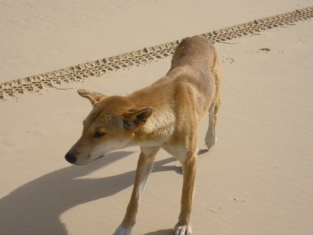 Dingo, Fraser Island