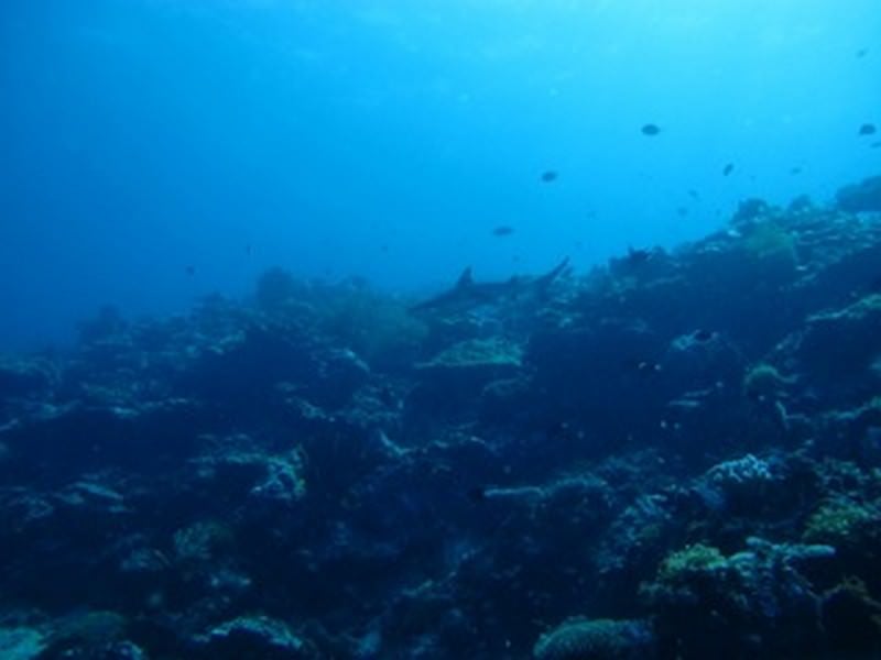 Diving_in_Solomon_Islands_3_