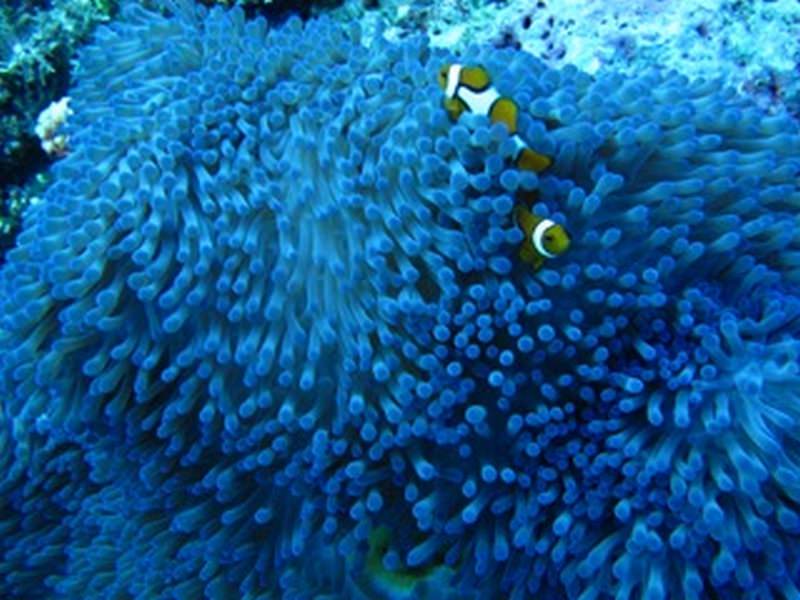 Diving_in_Solomon_Islands_7_