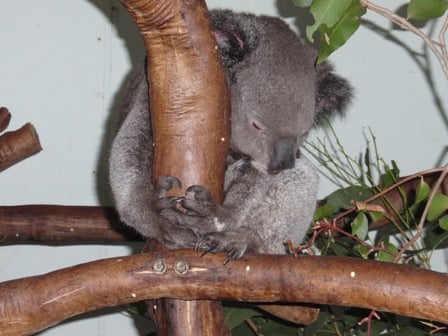 Featherdale Wildlife Park. Koala.