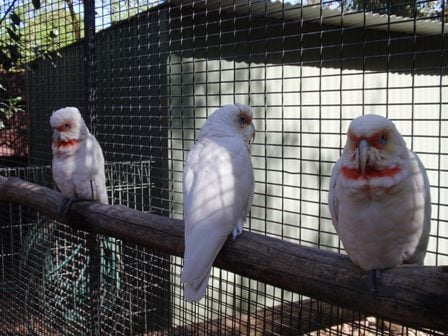 Featherdale Wildlife Park