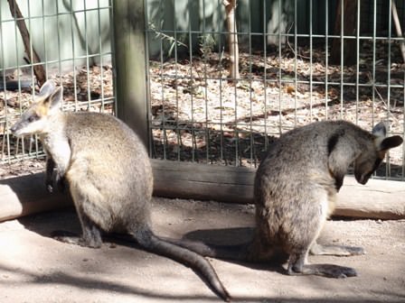 Featherdale Wildlife Park