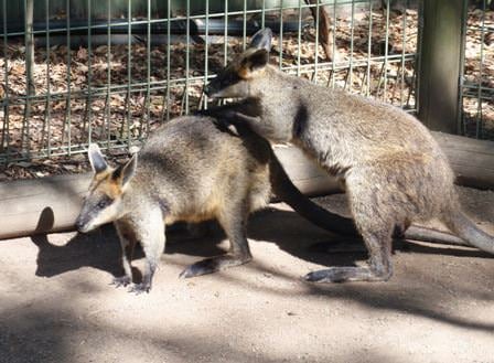 Featherdale Wildlife Park