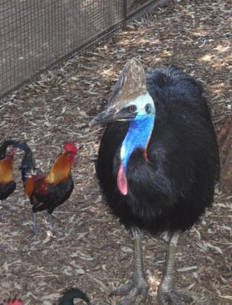 Featherdale Wildlife Park