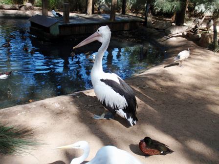 Featherdale Wildlife Park