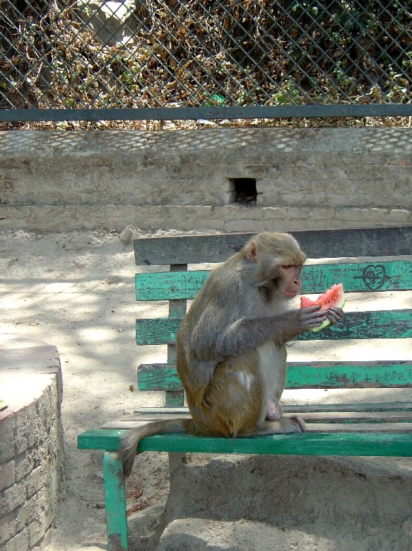 Happy Monkey (Nepal, Kathmandu)