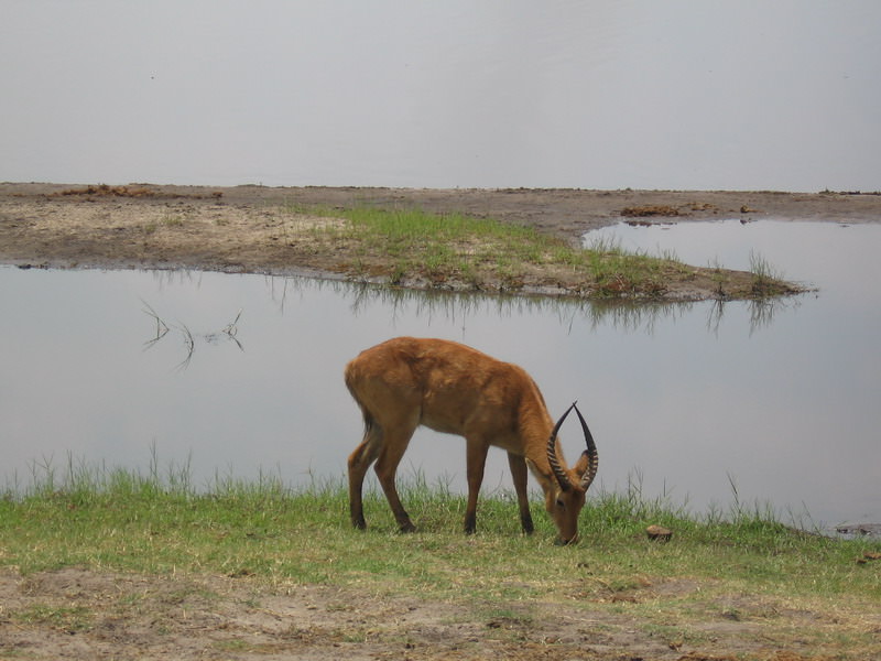 Impala