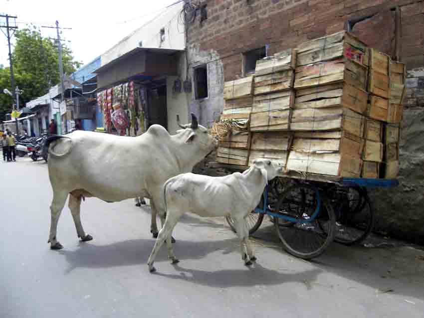Jodhpur, πεινασμενες αγελαδιτσες