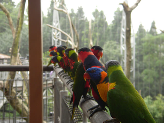 JURONG BIRD PARK