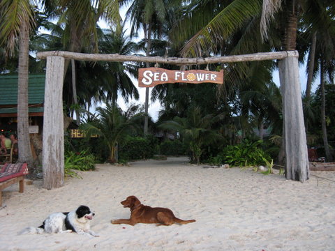 Koh phangan Ταυλανδη