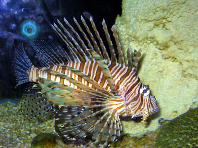 koh samui aquarium