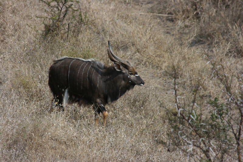 kudu