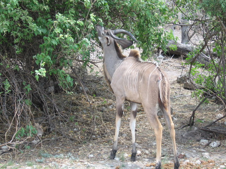 Kudu