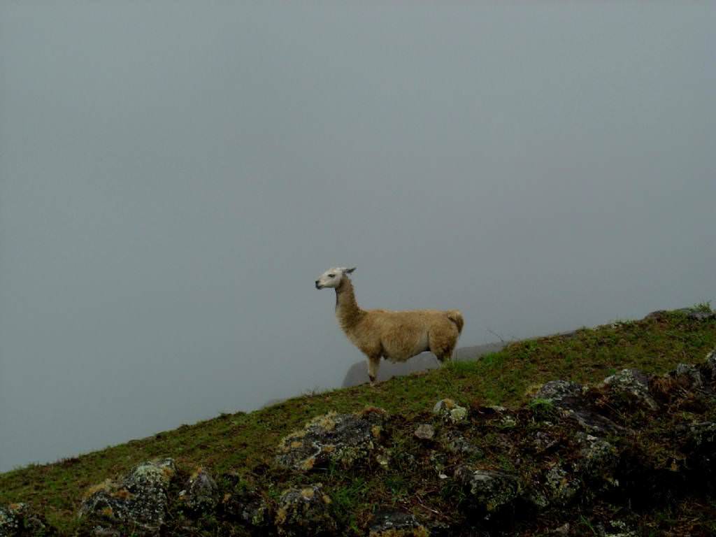 Lama on the Andes