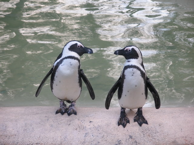 LONDON ZOO