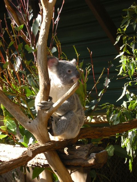 Lone Pine Koala Sanctuary