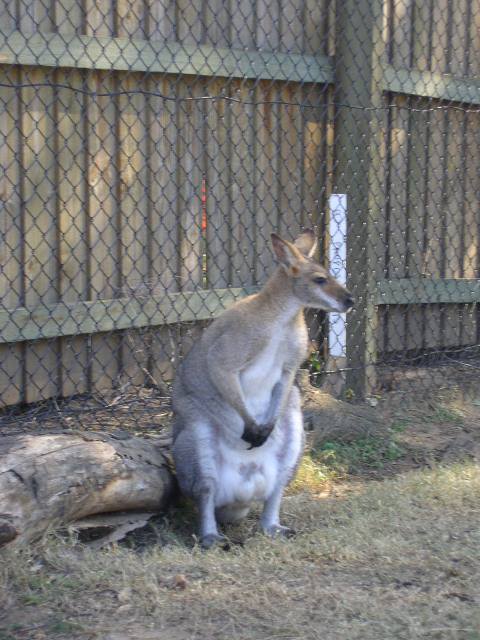 Lone Pine Koala Sanctuary