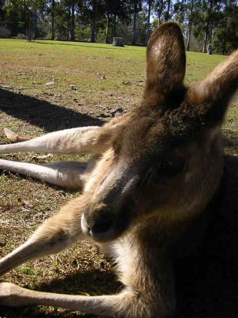 Lone Pine Koala Sanctuary