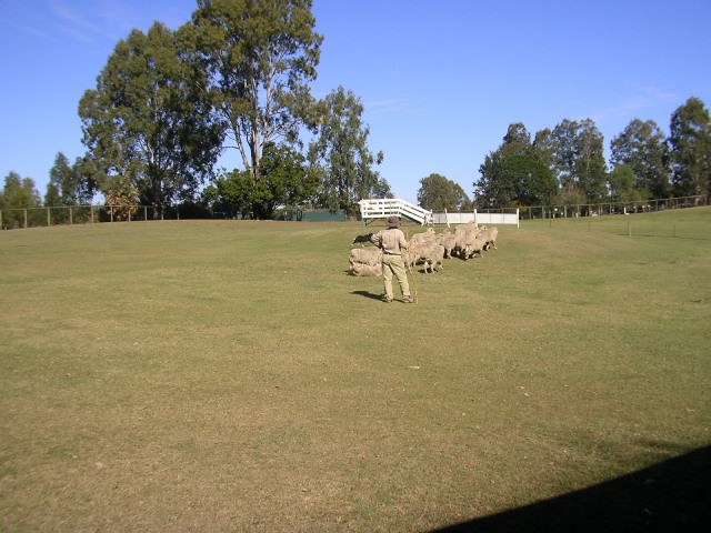 Lone Pine Koala Sanctuary