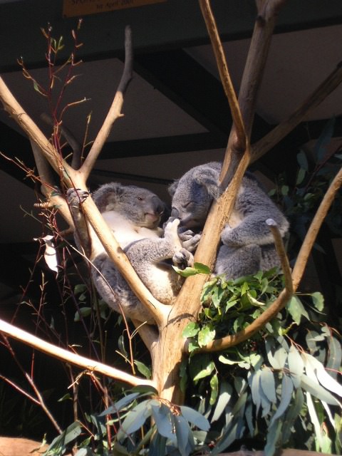 Lone Pine Koala Sanctuary