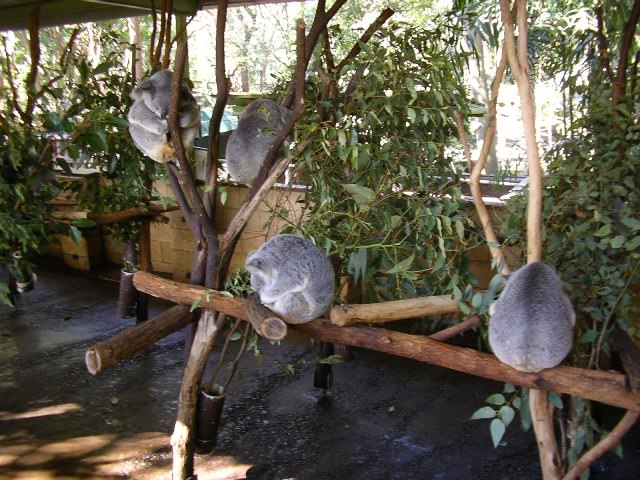 Lone Pine Koala Sanctuary