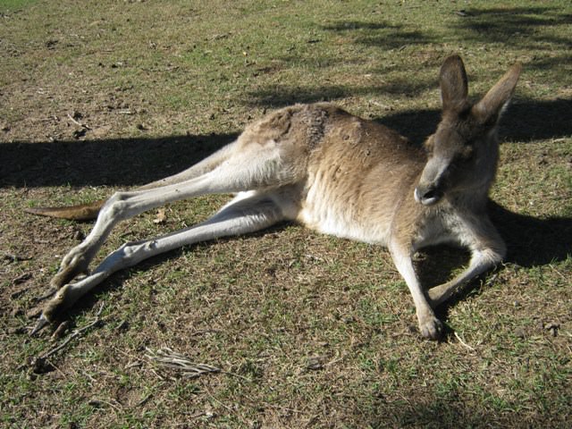 Lone Pine Koala Sanctuary