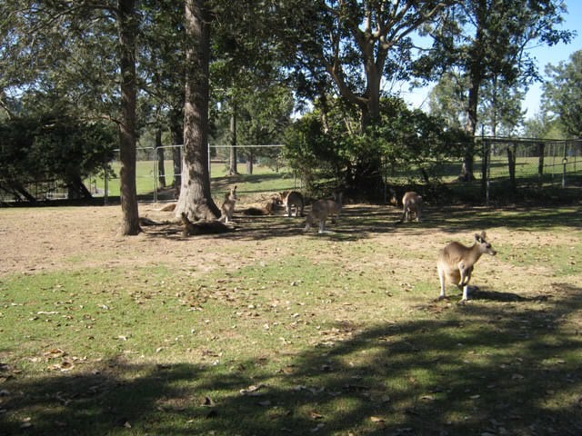 Lone Pine Koala Sanctuary