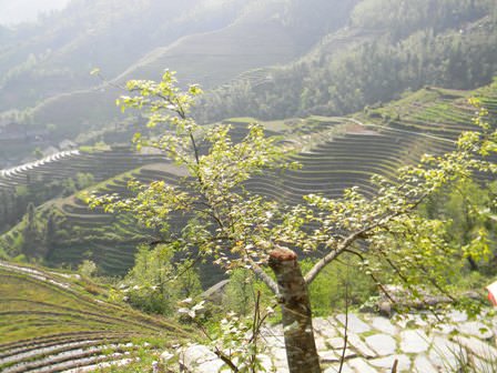 Longsheng Terrace Field