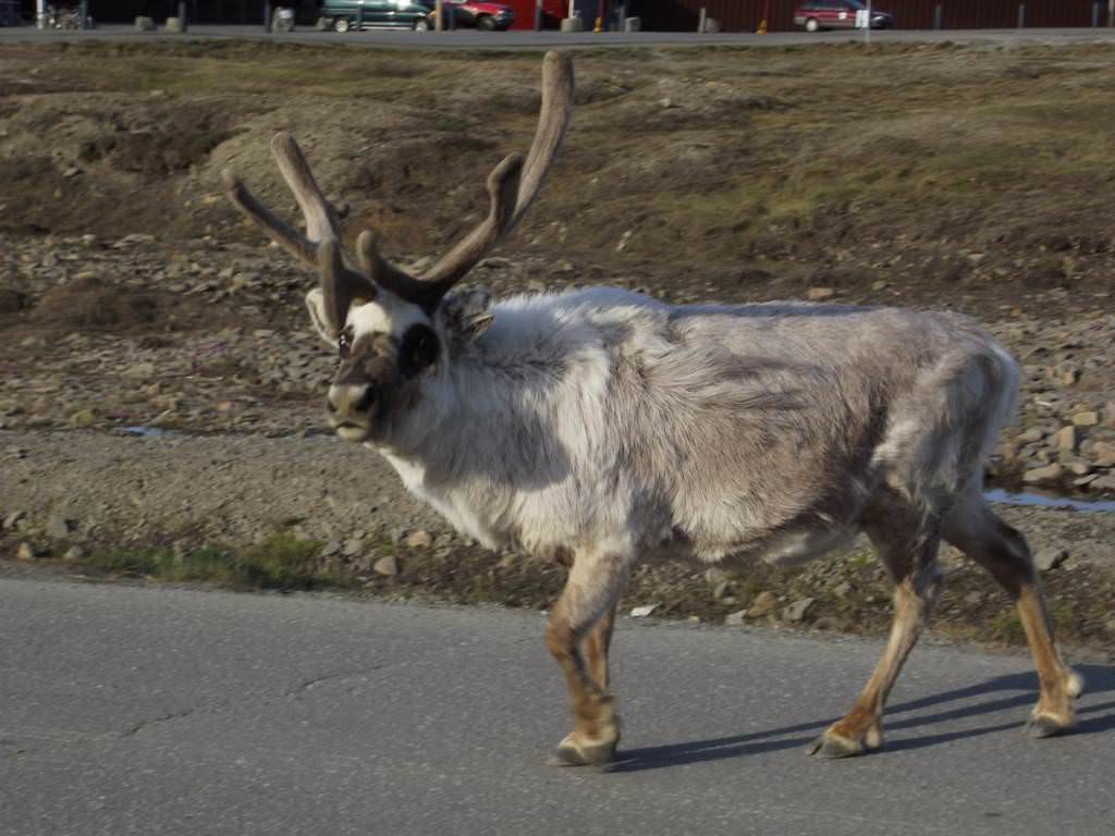 Longyearbyen