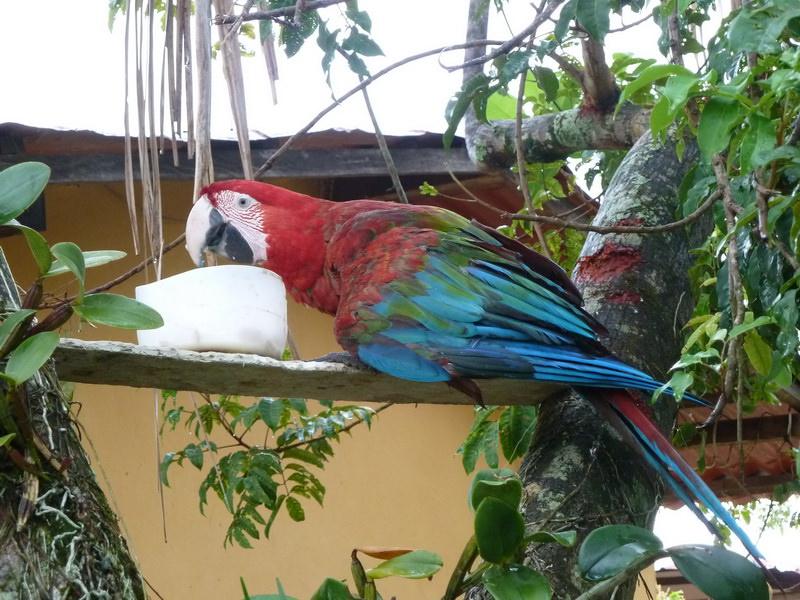 Macaw