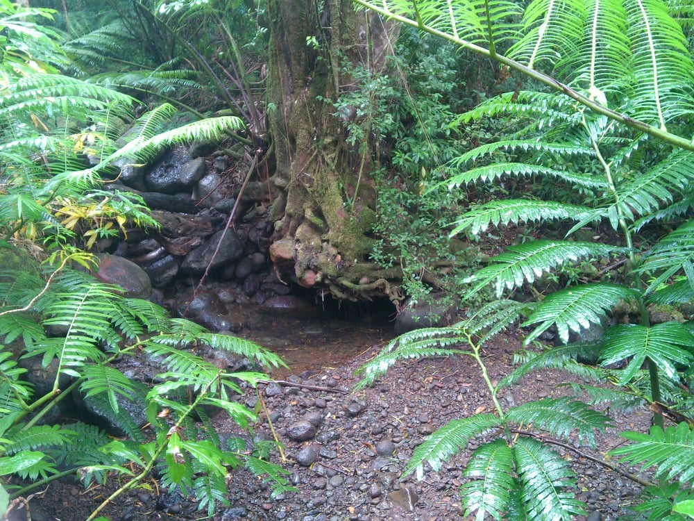 Manoa Falls 1