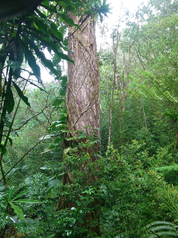 Manoa Falls 2