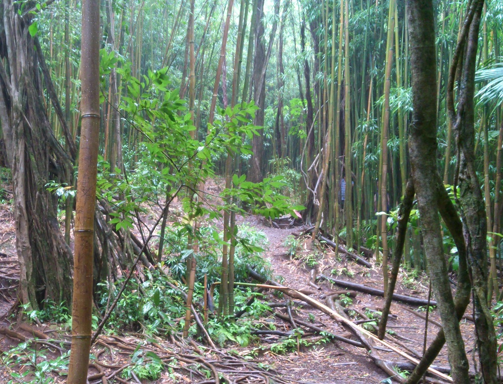 Manoa Falls 3