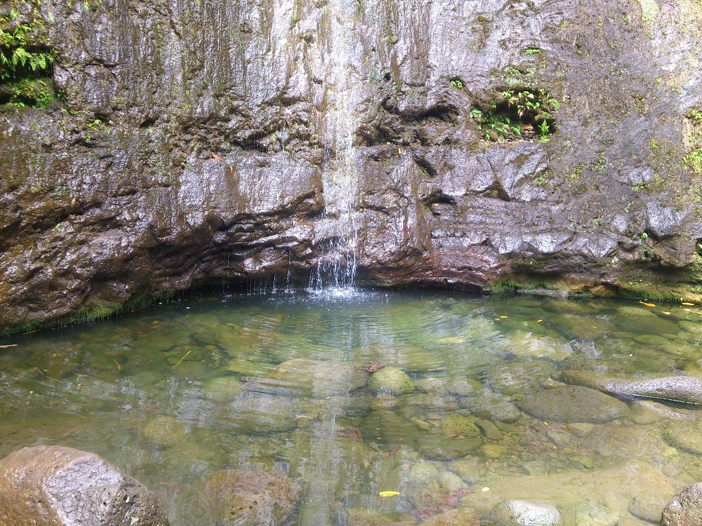 Manoa Falls 5